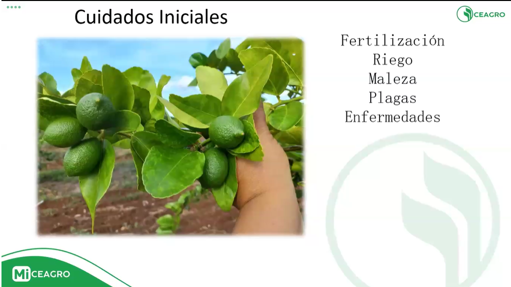 Establecimiento y manejo de plantones en citricultura